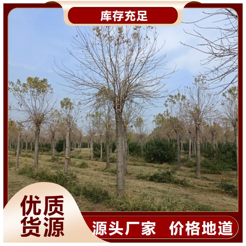 五角枫视频-荔浦|雁山|防城港|崇左|百色|玉林|北海|河池五角枫来图定制量大从优-翌昊苗木种植基地(桂林市分公司)