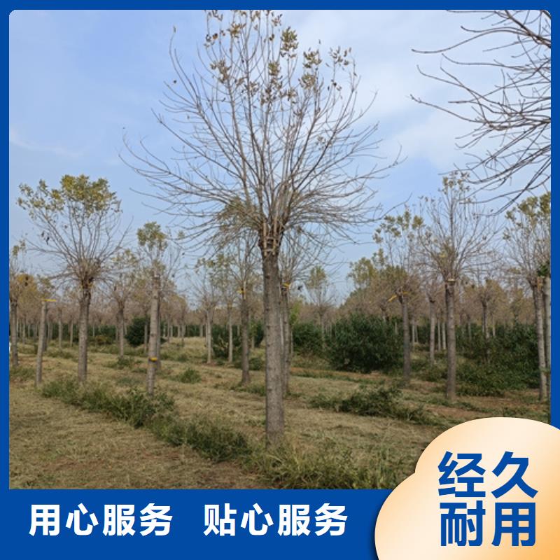 【法桐】国槐一站式采购商家