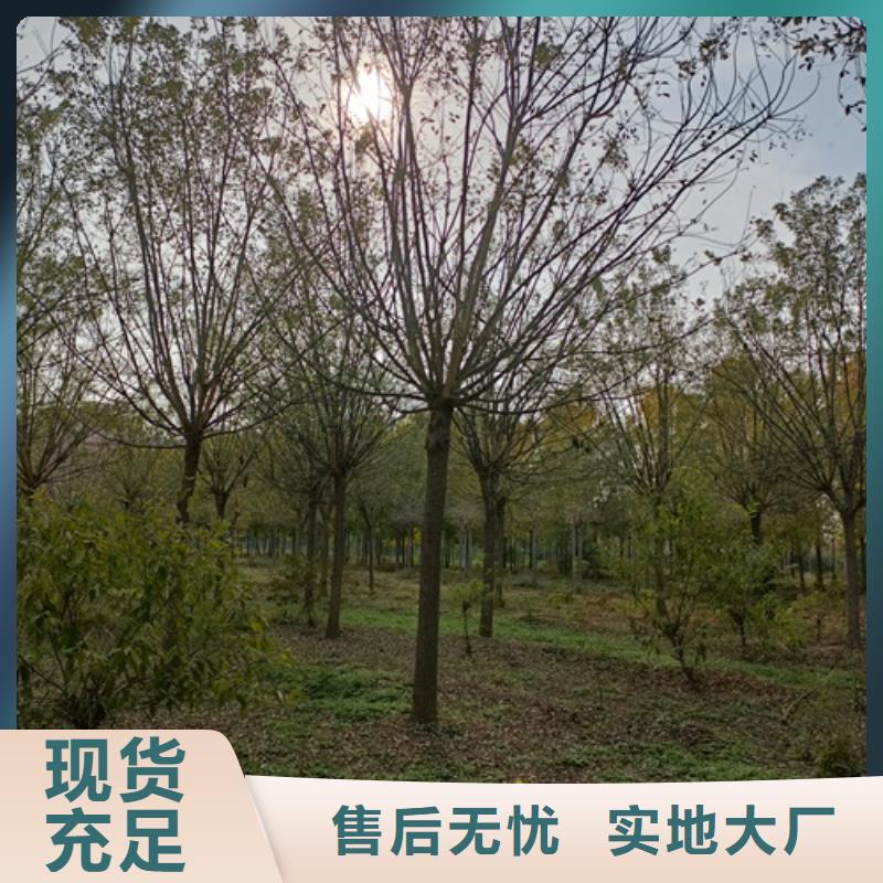 【法桐】樱花快速发货
