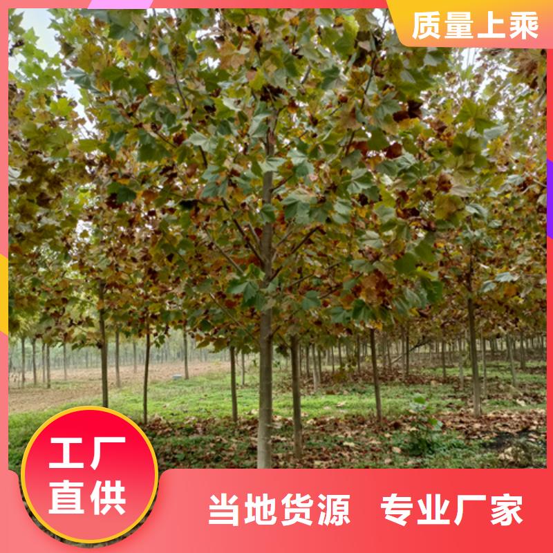 法桐国槐选择我们选择放心