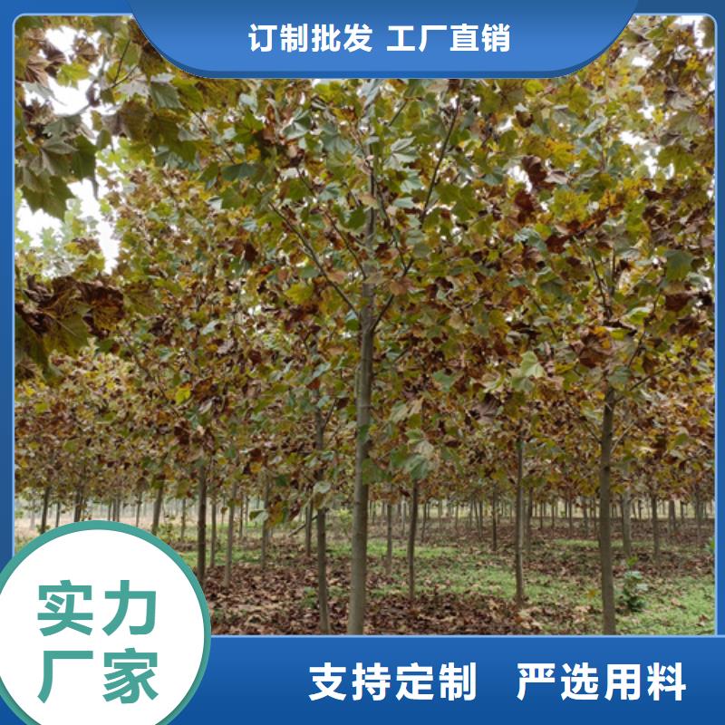 法桐五角枫质量安心