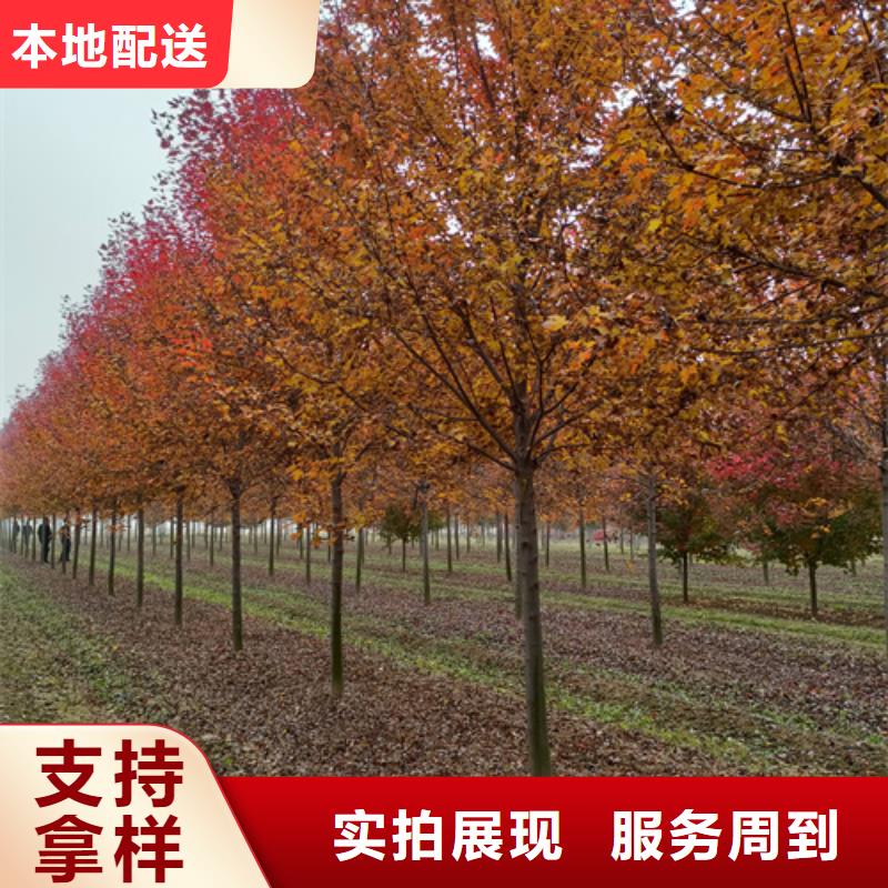 五角枫视频-五角枫(翌昊)覆盖地域贵州省黔南市都匀|平塘|黔东南|贵阳|黔西南|遵义|六盘水
