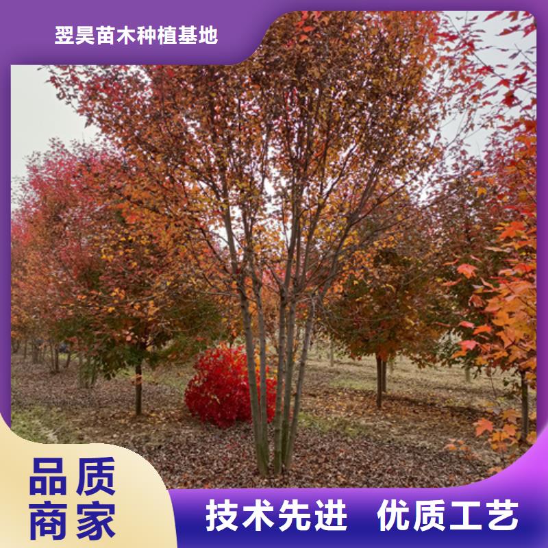 【法桐】_五角枫现货供应