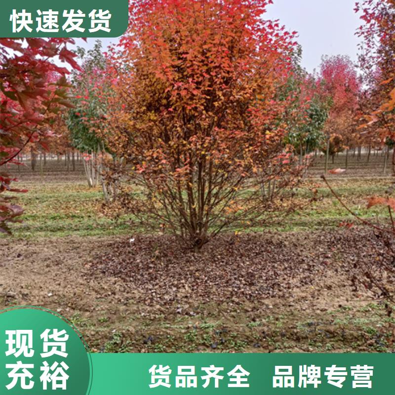 法桐截杆发帽多年实力厂家