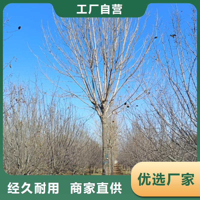 法桐国槐选择我们选择放心
