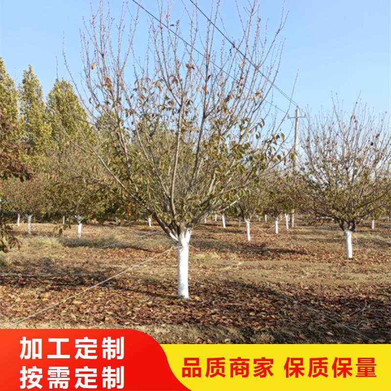 法桐-五角枫常年供应
