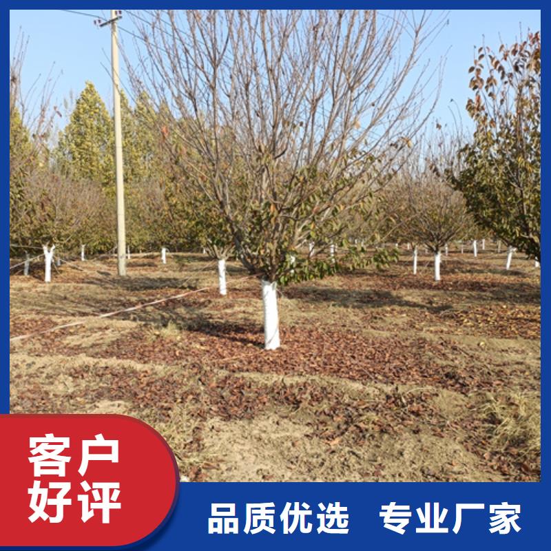 法桐白蜡采购