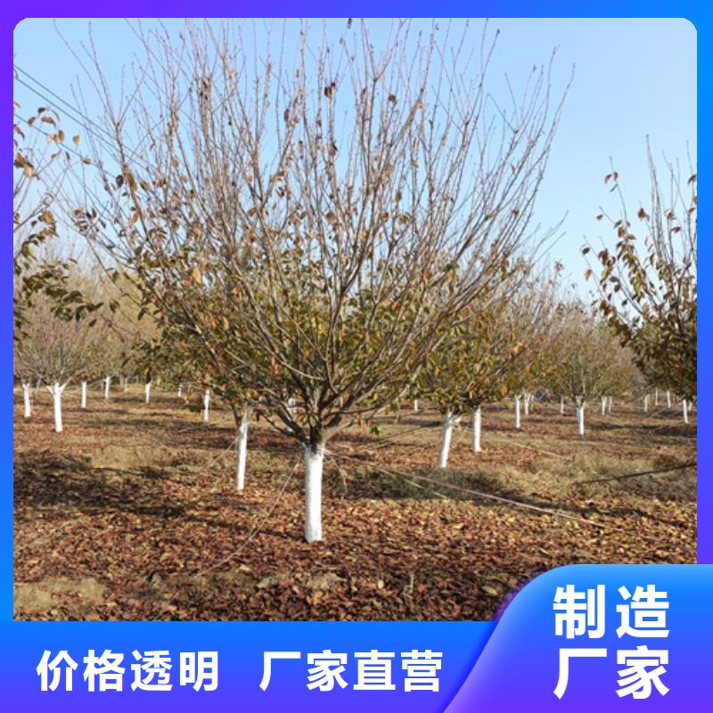 【法桐】国槐一站式采购商家