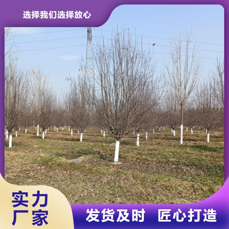 法桐五角枫质量安心
