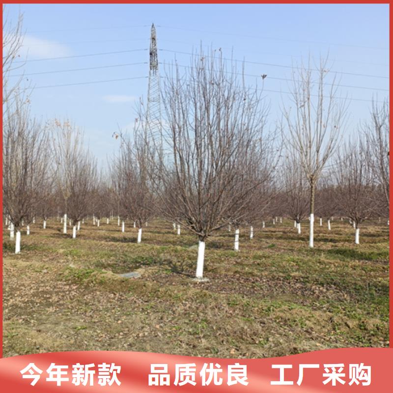 法桐国槐选择我们选择放心