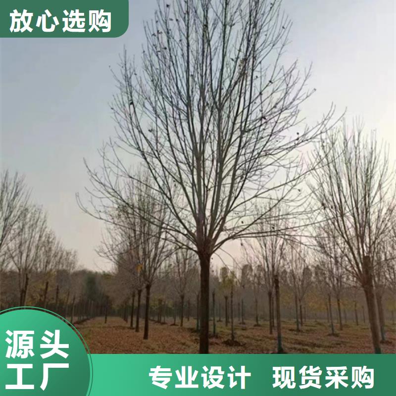 法桐截杆发帽多年实力厂家