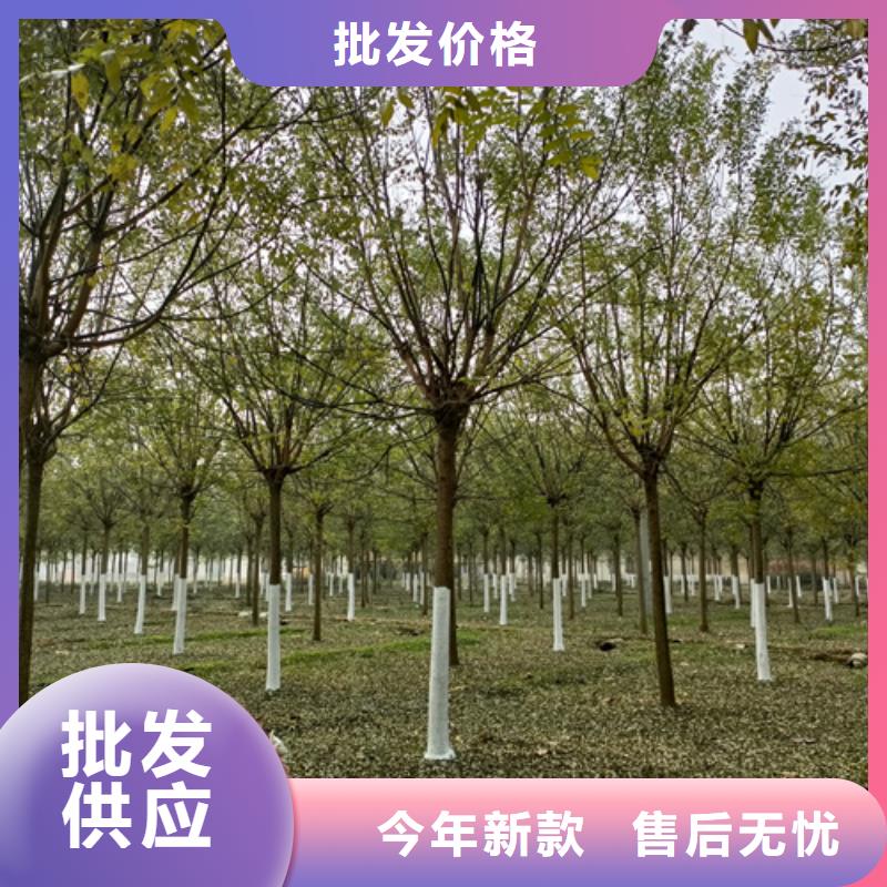 法桐美国红枫值得买