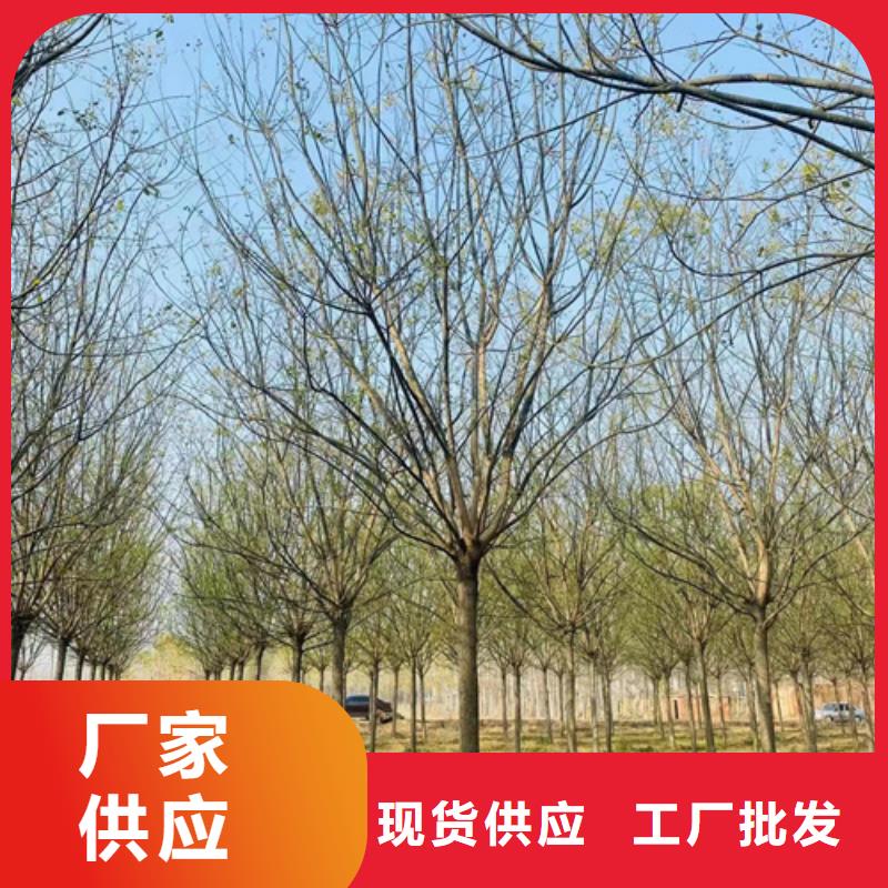 法桐白蜡采购