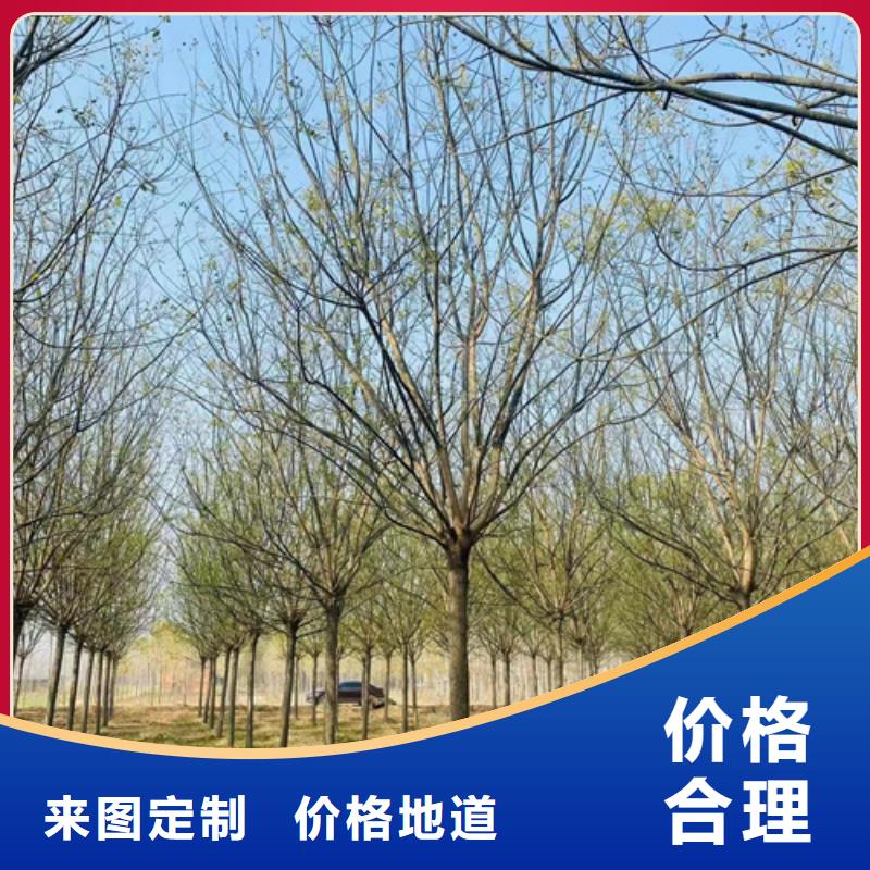 法桐五角枫品质保障售后无忧