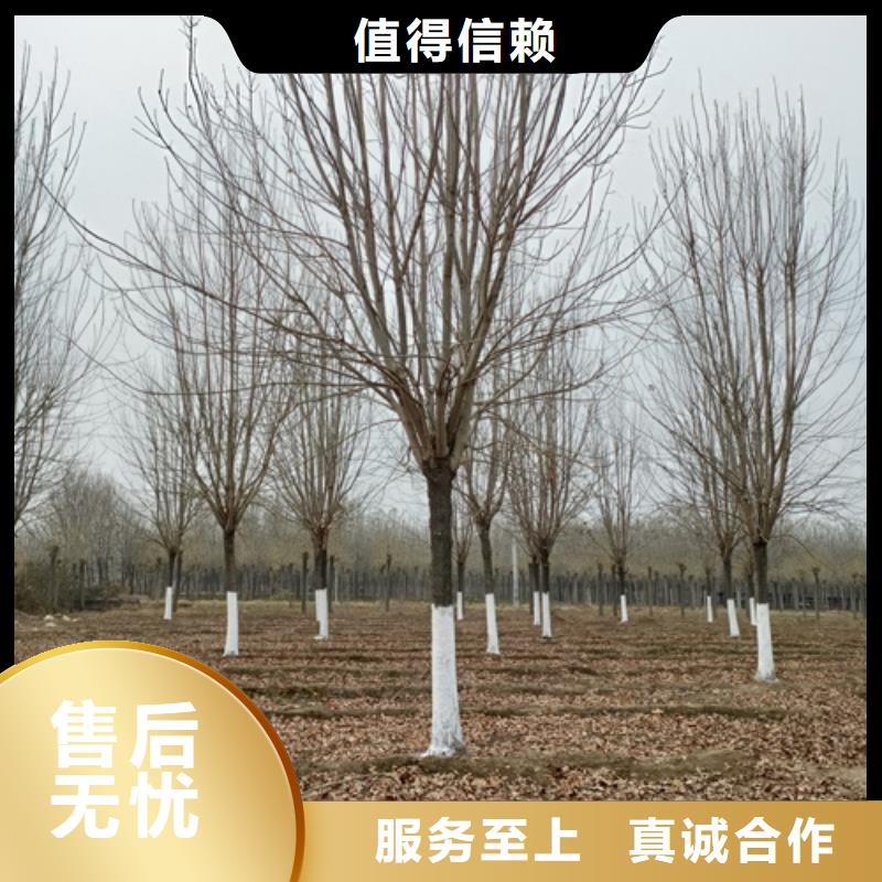 五角枫视频-五角枫(翌昊)覆盖地域贵州省黔南市都匀|平塘|黔东南|贵阳|黔西南|遵义|六盘水
