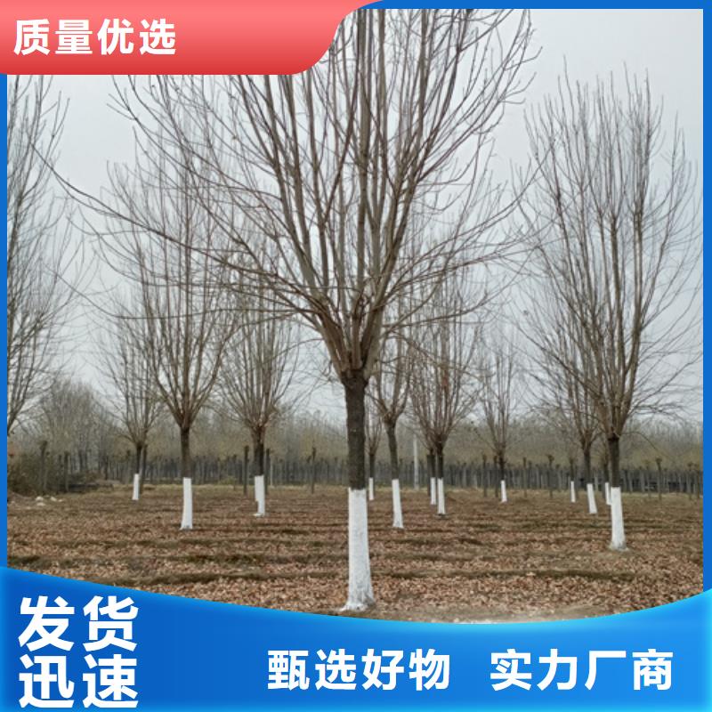法桐_黄金槐价格低