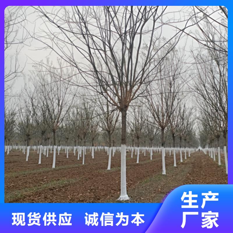 五角枫视频-五角枫(翌昊)覆盖地域贵州省黔南市都匀|平塘|黔东南|贵阳|黔西南|遵义|六盘水