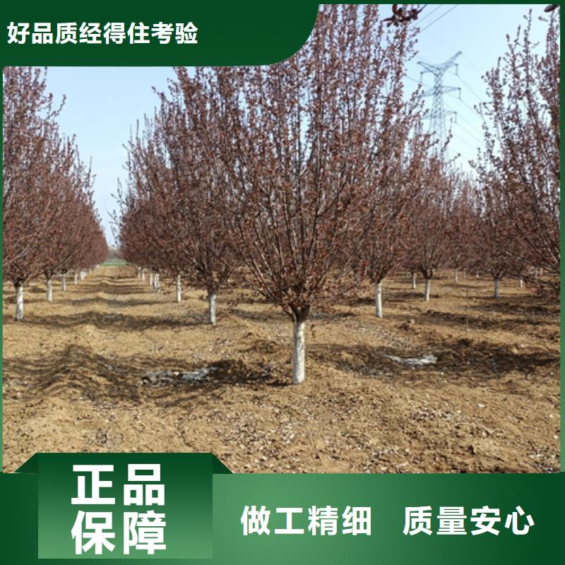 【法桐】-原生冠法桐设备齐全支持定制
