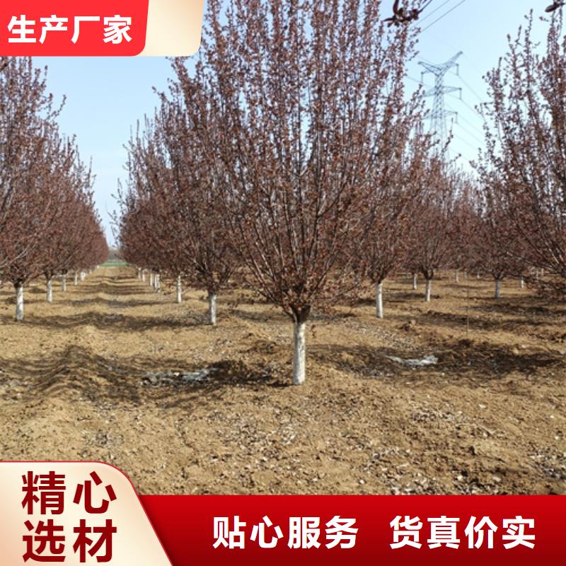 法桐白蜡采购