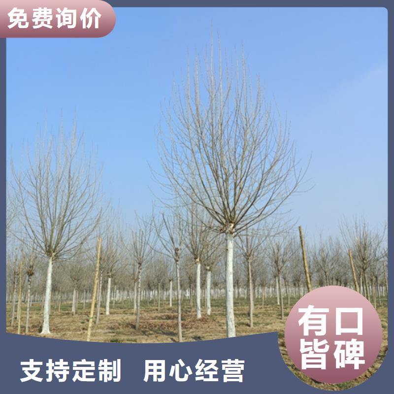 【法桐】樱花快速发货