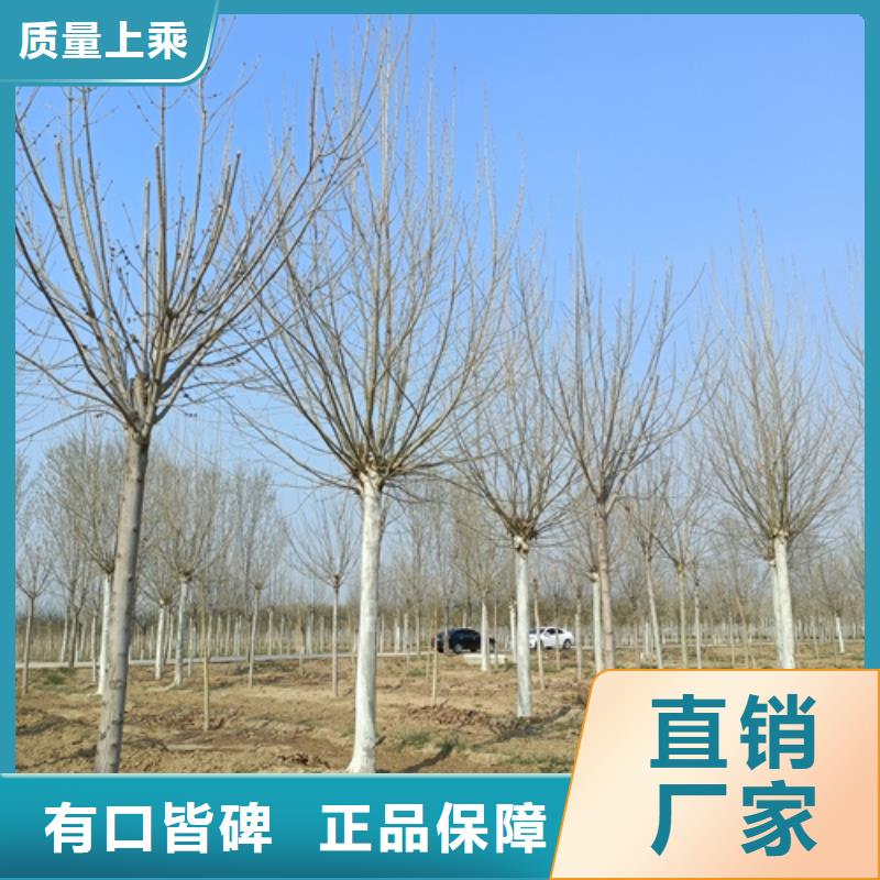 五角枫视频-五角枫(翌昊)覆盖地域贵州省黔南市都匀|平塘|黔东南|贵阳|黔西南|遵义|六盘水