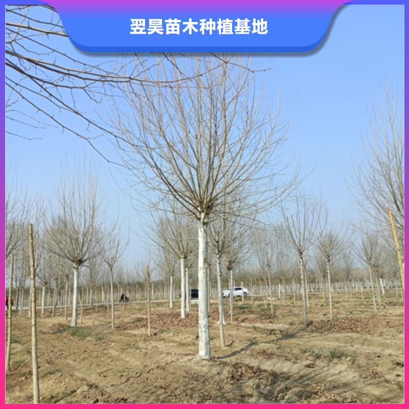 法桐美国红枫值得买