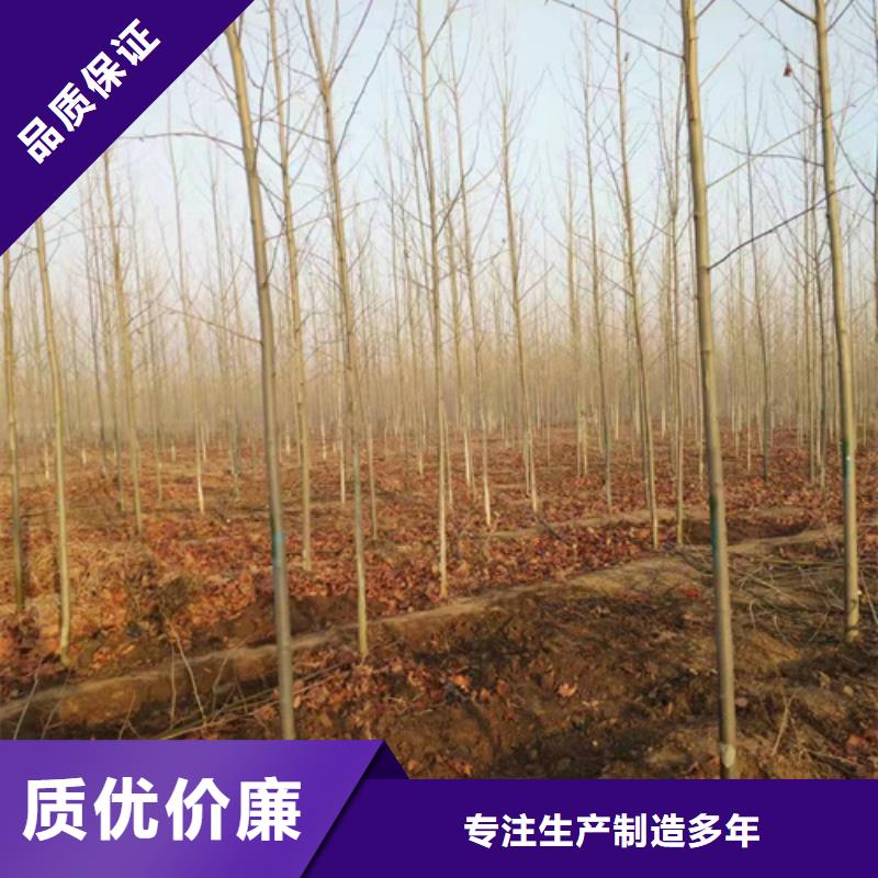 法桐国槐选择我们选择放心