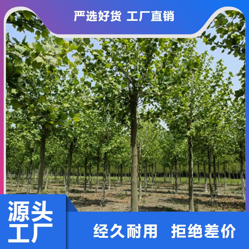 法桐美国红枫值得买