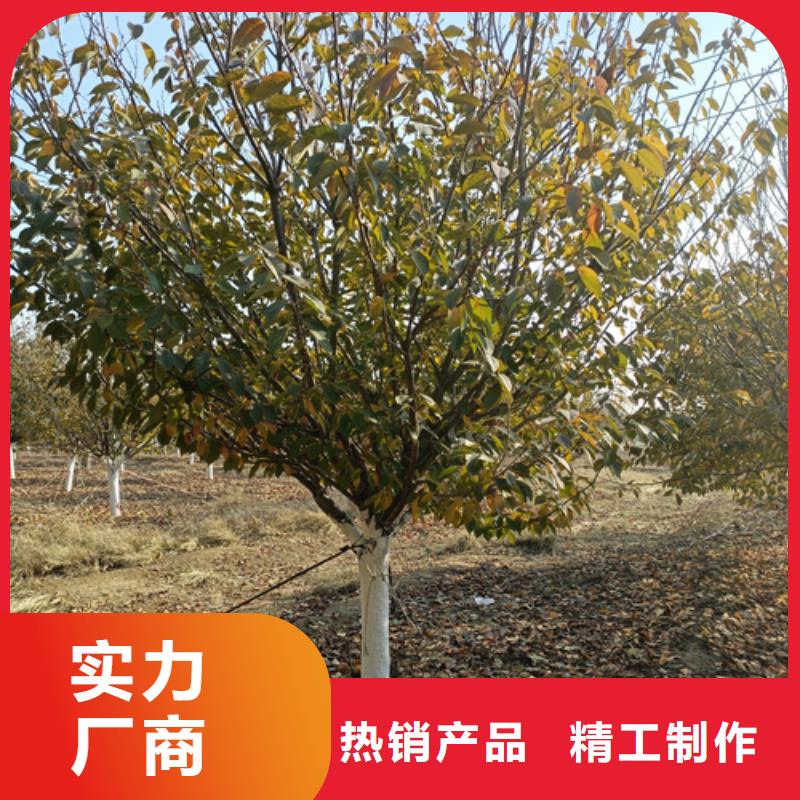 法桐截杆发帽多年实力厂家