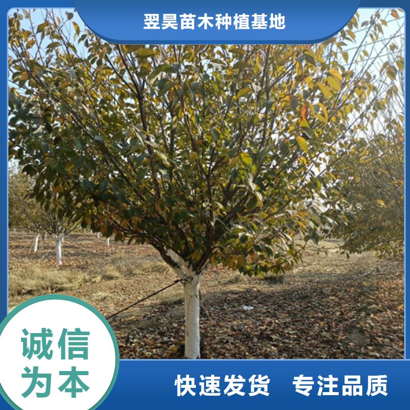 法桐五角枫品质保障售后无忧