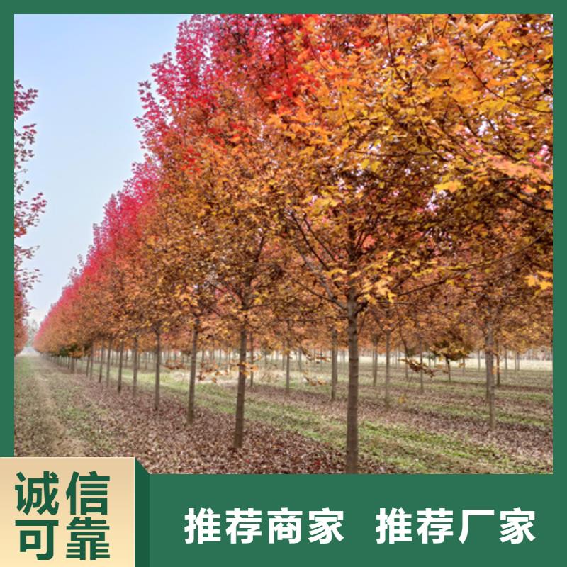【法桐】国槐一站式采购商家