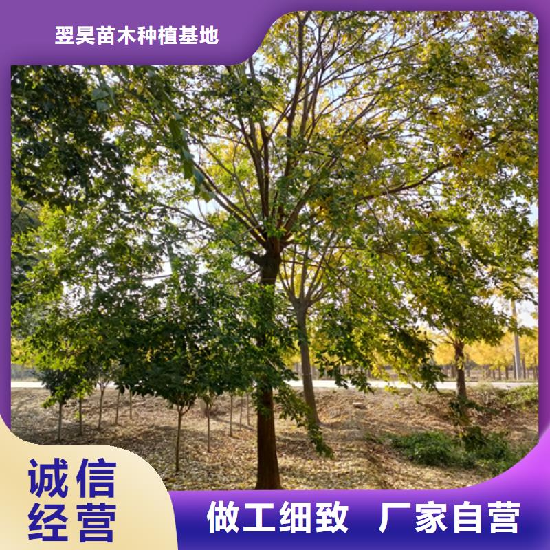 法桐-西府海棠价格地道