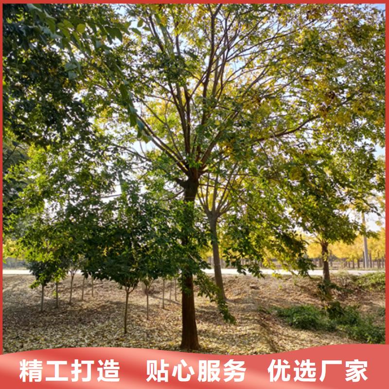 法桐五角枫品质保障售后无忧