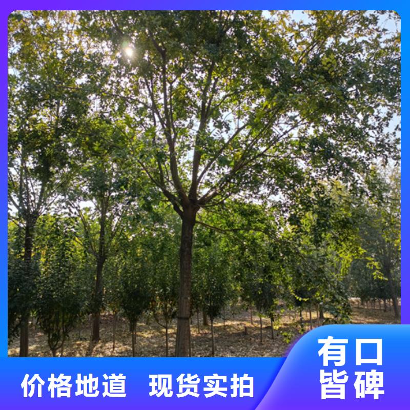五角枫视频-五角枫(翌昊)覆盖地域贵州省黔南市都匀|平塘|黔东南|贵阳|黔西南|遵义|六盘水