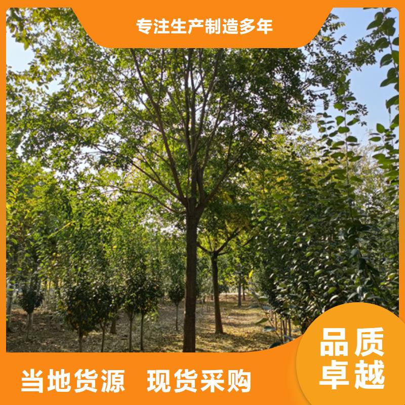 法桐_北京栾N年大品牌