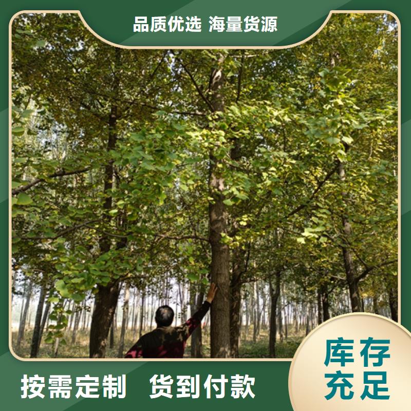 法桐美国红枫诚信商家服务热情