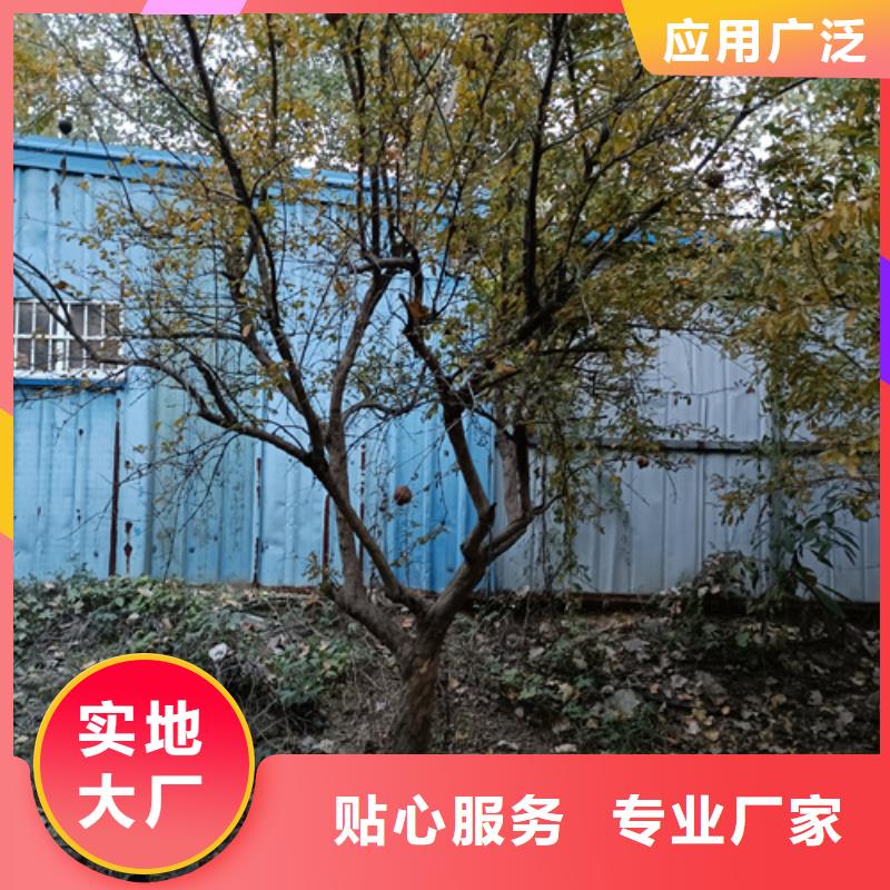 五角枫视频-荔浦|雁山|防城港|崇左|百色|玉林|北海|河池五角枫来图定制量大从优-翌昊苗木种植基地(桂林市分公司)