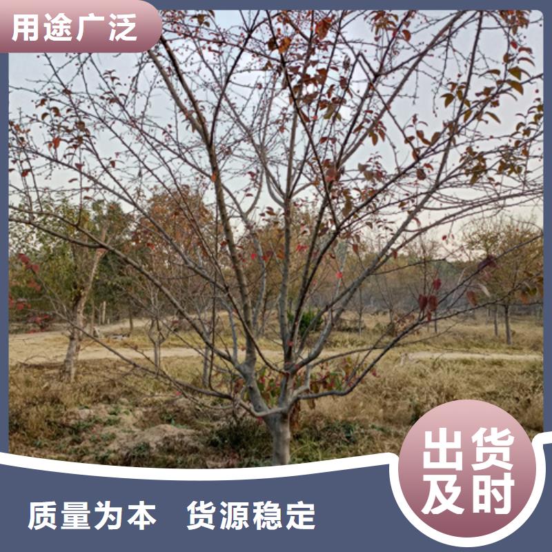 法桐美国红枫口碑好实力强