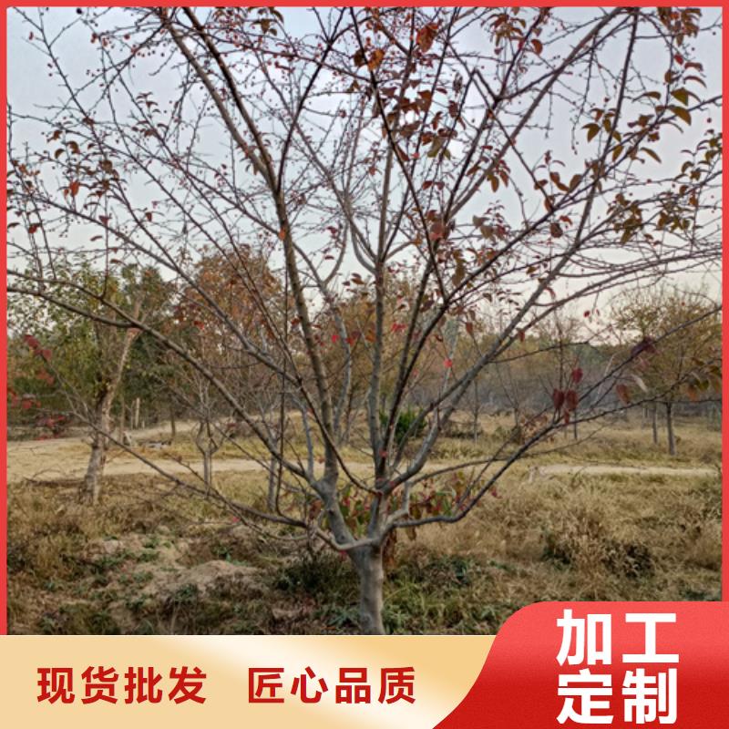 法桐截杆发帽省心又省钱