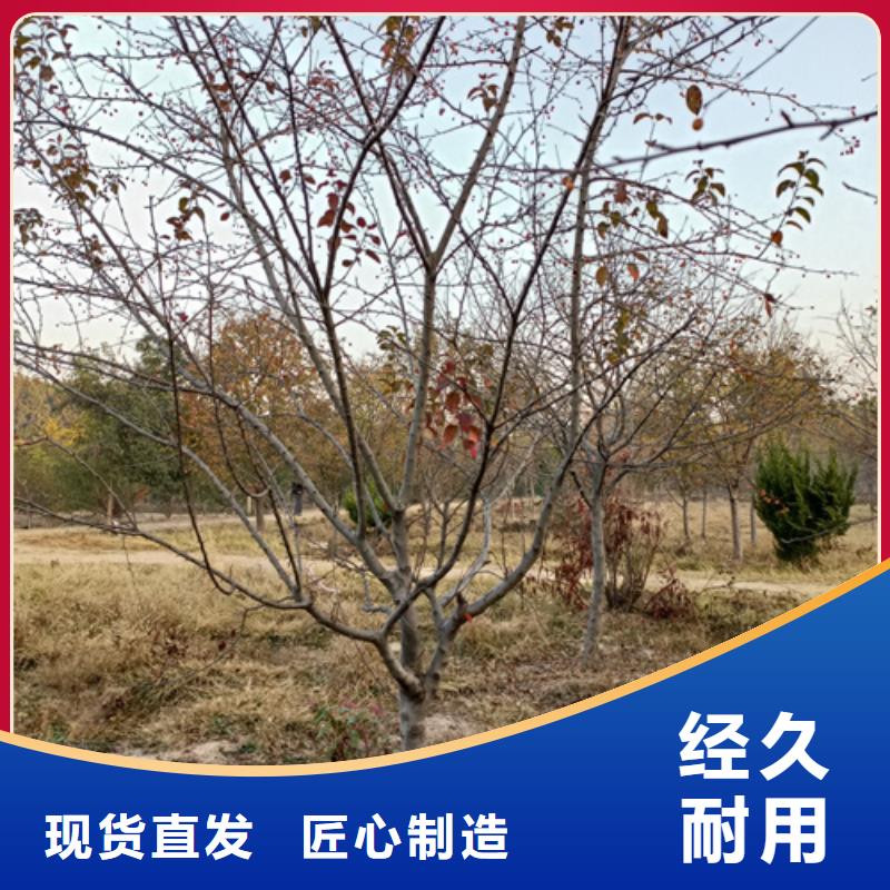 法桐截杆发帽多年实力厂家
