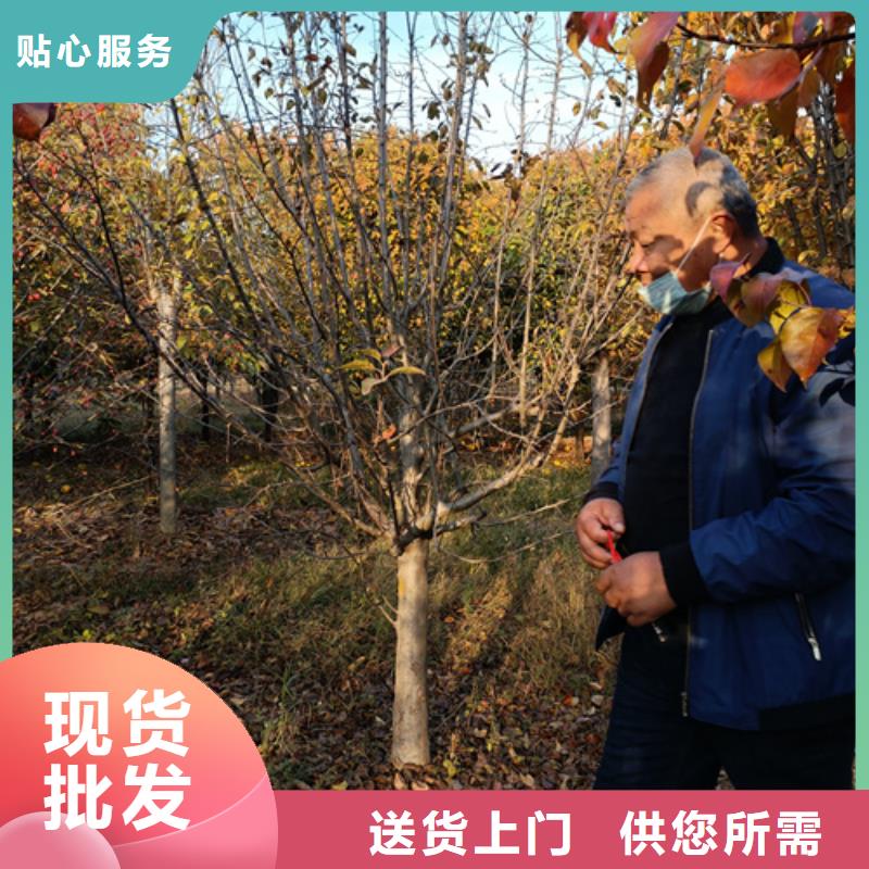 法桐美国红枫值得买