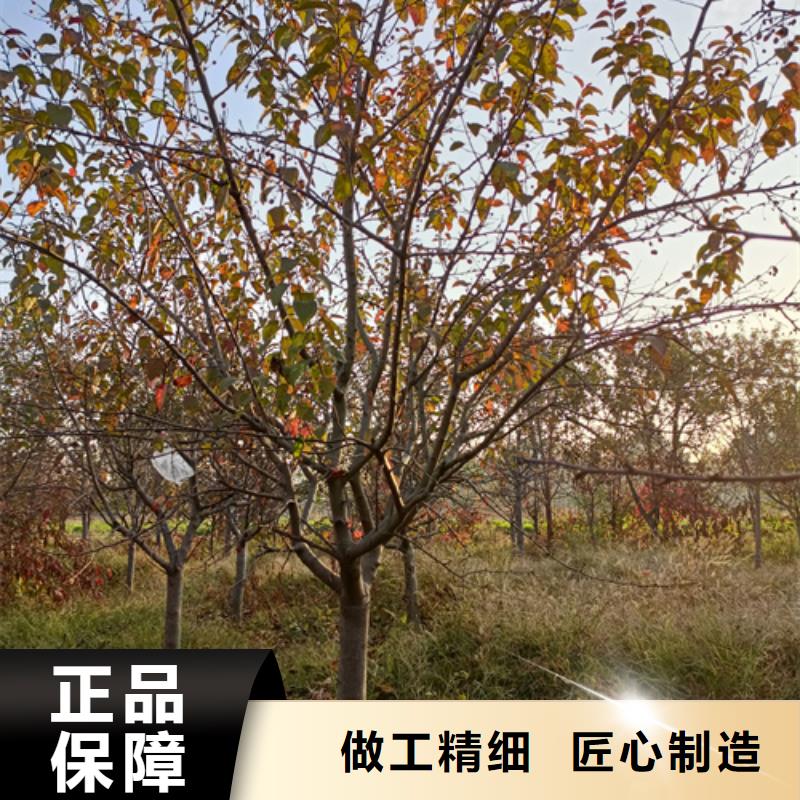 法桐,秋紫白蜡合作共赢