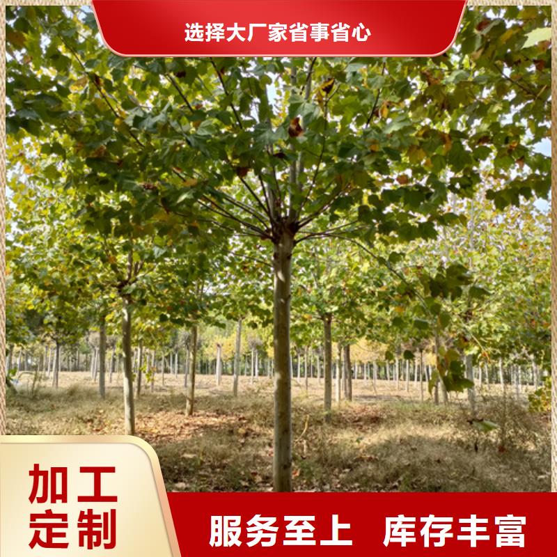 法桐-国槐现货实拍