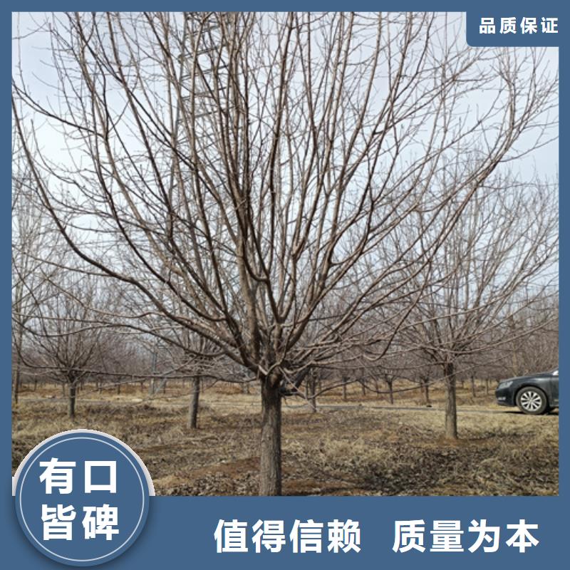 法桐美国红枫口碑好实力强
