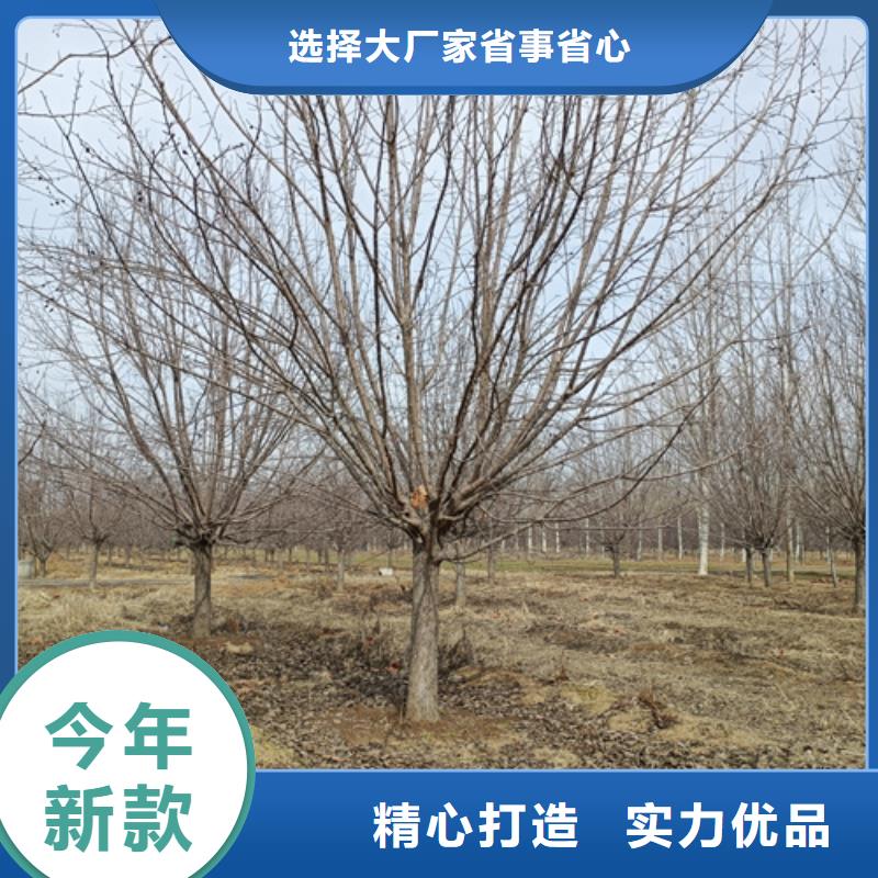 【法桐】-原生冠法桐设备齐全支持定制