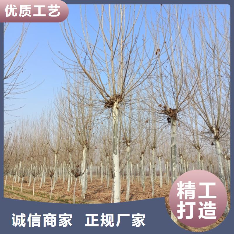 五角枫视频-五角枫(翌昊)覆盖地域贵州省黔南市都匀|平塘|黔东南|贵阳|黔西南|遵义|六盘水