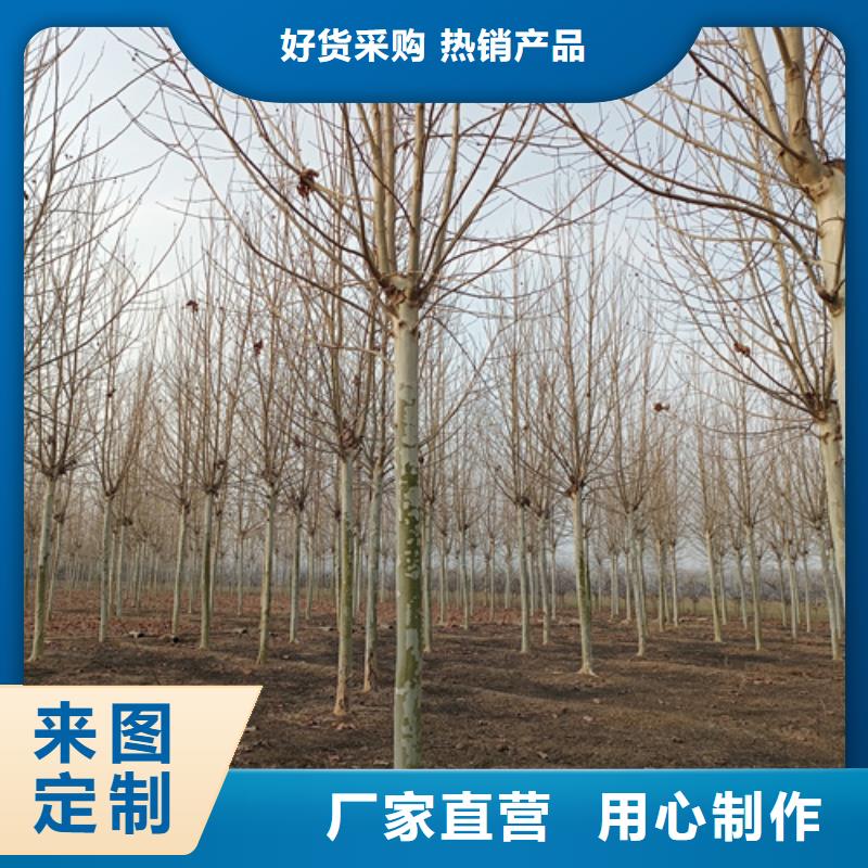 法桐_黄金槐价格低