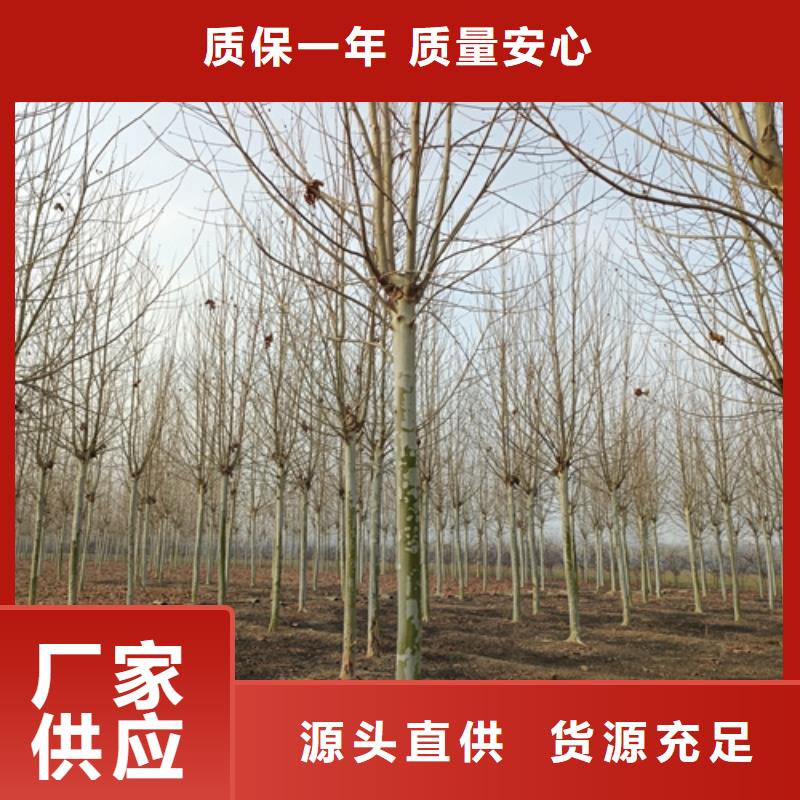 法桐-西府海棠价格地道