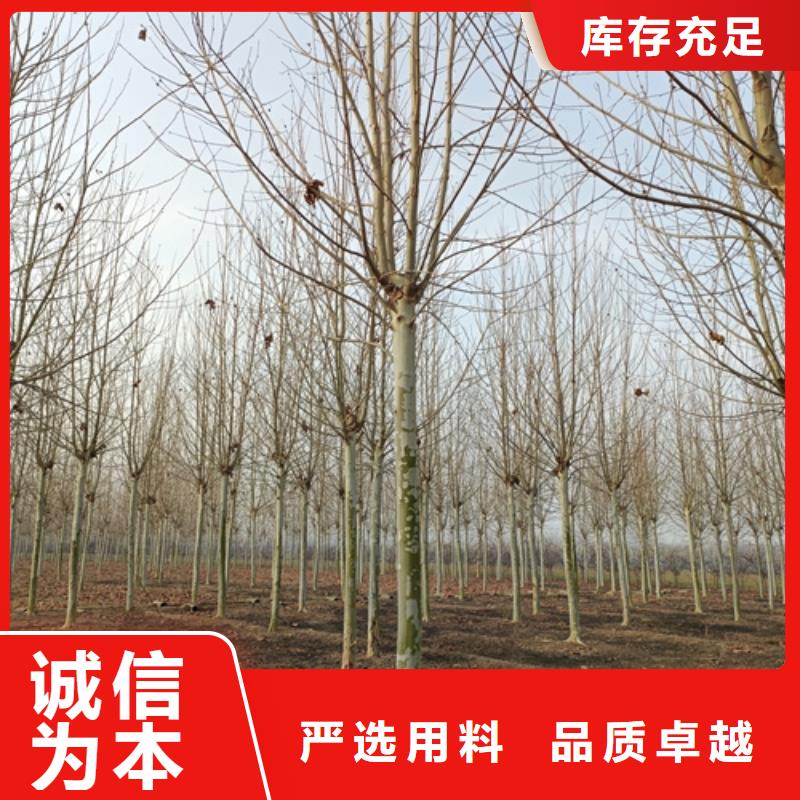 【法桐】_五角枫现货供应