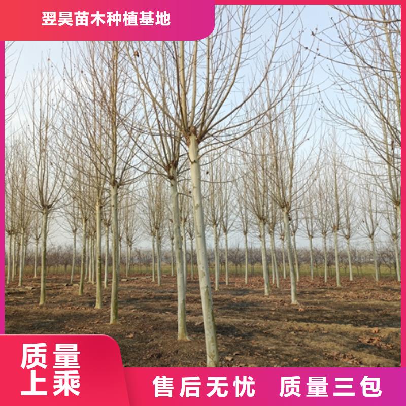 法桐截杆发帽多年实力厂家